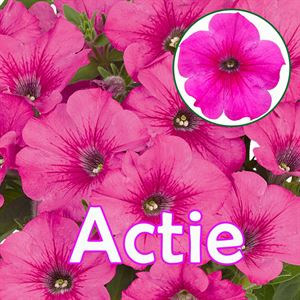 Afbeelding van Petunia P12 "Actie" Viva Hot Pink